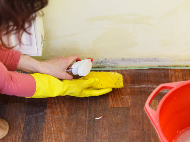 Why You Should Choose Our Mold Remediation Services in Hurley, WI